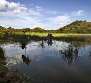 Marabù, Marabou Stork Awasa