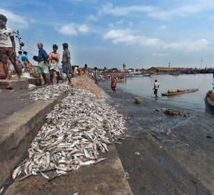 pesce scartato, rejected fishes Chennai, Tamil Nadu