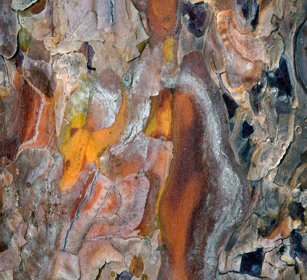 corteccia, bark