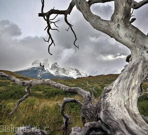Faggio australe (Nothofagus sp.) PN Torres del Paine, Cile