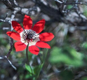 Anemone pavonina Anemone