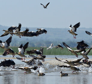 Oche egiziane (Alopochen aegyptiaca) Egyptian Geese, lago Tana, lake Tana