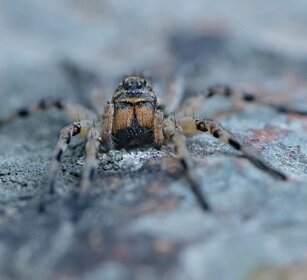 Ragno (Eusparassus walckenaeri) Huntsman Spider