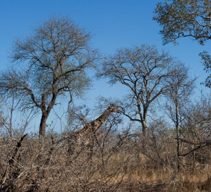 Giraffa (Giraffa camelopardalis g.), Giraffe PN Kruger, Kruger NP