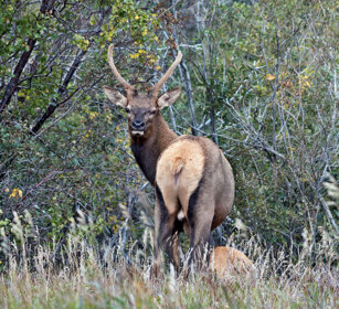 male Wapiti, Banff NP