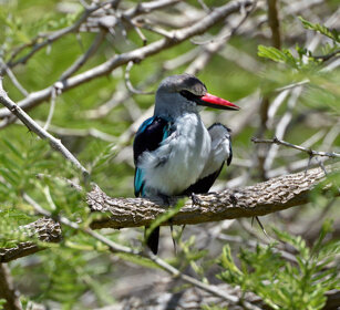 Martin pescatore di bosco (Halcyon senegalensis) Woodland Kingfisher, lago Awasa, lake Awasa