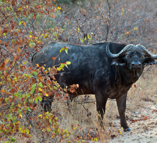 Bufalo africano (Syncerus caffer) African Buffalo, Kruger NP