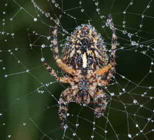 Ragno crociato (Araneus diadematus) European garden spider or Diadem spider or Cross spider