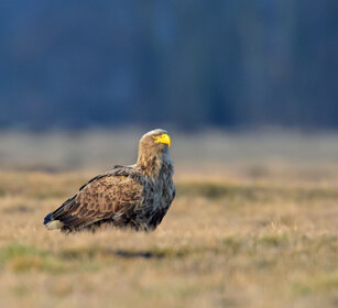 Aquila di mare (Haliaeetus albicilla) White-tailed Eagle, Polonia, Poland