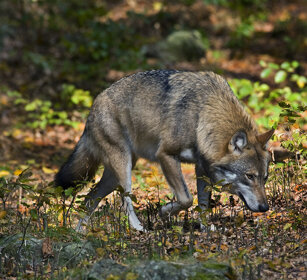 Lupo (Canis lupus), Wolf
