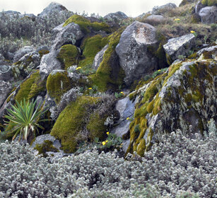 eriche e licheni, heathers and lichens Sanetti plateau