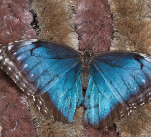 Morpho peleides, Peleides Blue Morpho