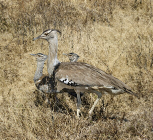 Otarde di Kori (Ardeotis kori), Kori Bustards parco nazionale del Serengeti, Serengeti NP