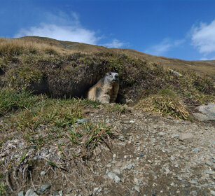 Marmotta (Marmota marmota), Alpine Marmot Nivolet, Piemonte, Piedmont