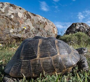 Testuggine greca (Testudo graeca) Eastern Greek Tortoise