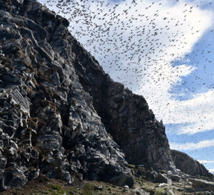 Urie, Guillemots Norvegia, Hornoia. Norway, Hornoia Urie, Guillemots Norvegia, Hornoia. Norway, Hornoia