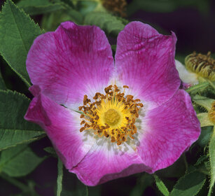 Rosa canina, Dog-rose