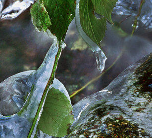 Foglie nel ghiaccio, icy leaves Cantalupa (To), Piemonte