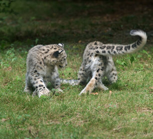 Leopardi delle nevi, Snow Leopards giovani, juveniles