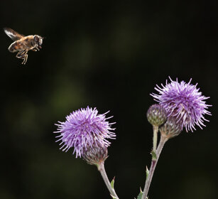 Ape (Apis mellifera) in volo su Cirsium Honeybee in flight