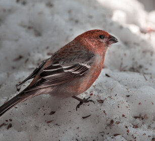 Ciuffolotto delle pinete, Pine Grosbeak Finlandia, Finland