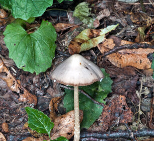 Phaecocollybia festiva, fungus