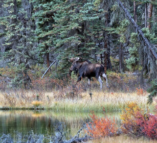 Moose, Banff NP