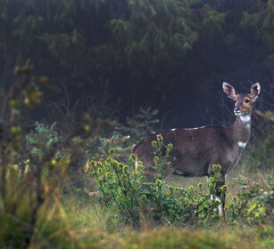 femmina di Nyala di montagna (Tragelaphus buxtoni) female Mountain Nyala, Dinsho forest