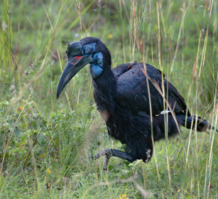 Bucorvo abissino Uganda