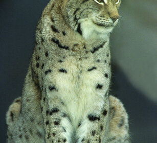 Lince (Lynx lynx), Lynx Bayerischerwald NP