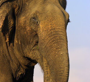 Elefante asiatico (Elephas maximus) Asian Elephant Nagarhole NP, Karnataka