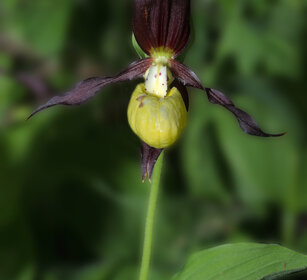 Scarpetta di Venere (Cypripedium calceolus)