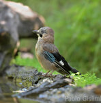 Ghiandaia (Garrulus glandarius), Jay Castelletto Merli (Al)