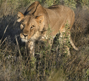 Leonessa, Lioness Etosha NP