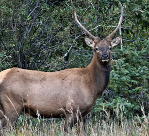 male Wapiti, Banff NP