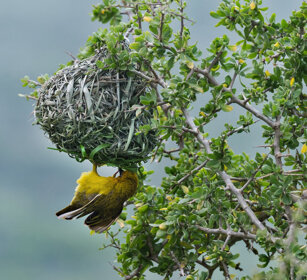 Uccello Tessitore, Weaver Riserva naturale De Hoop, De Hoop natural reserve