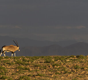Orice (Oryx gazella), Gemsbok Twyfelfontein