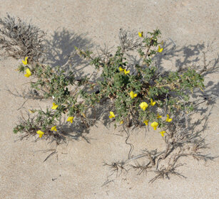 vegetazione dunale, dune vegetation Fuerteventura