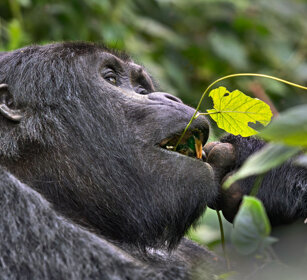 Gorilla di montagna Bwindi forest, Uganda