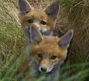 Volpi comuni juv. (Vulpes vulpes), Red Foxes juv. Cogne Valnontey (Ao)
