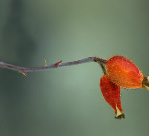 bacche di rosa canina, dog-rose berries