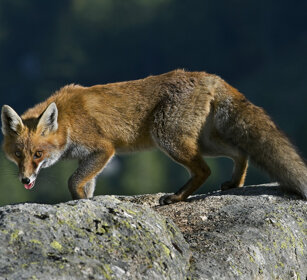 Volpe comune (Vulpes vulpes), Red Fox