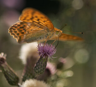 Pafia (Argynnis paphia), Silver-washed Fritillary