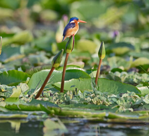 Martin pescatore malachite Uganda