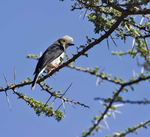 Averla dall'elmo, White-crested Helmetshrike Bale mountains 