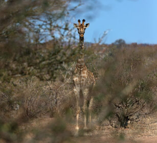 Giraffa sudafricana, (Giraffa camelopardalis g.) South African Giraffe, Kruger NP