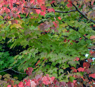 Indian summer Mauricie NP