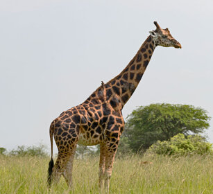 Giraffa di Rothschild Uganda
