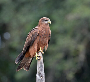 Nibbi beccogiallo (Milvus aegyptius) Yellow-billed Kite, lago Awasa, lake Awasa