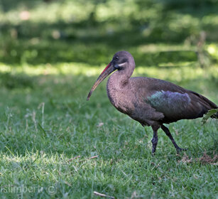 Ibis caruncolata (Bostrychia hagedash) Hadada Ibis, lago Awasa, lake Awasa